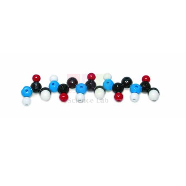 Polypeptide Molecular Model Kit